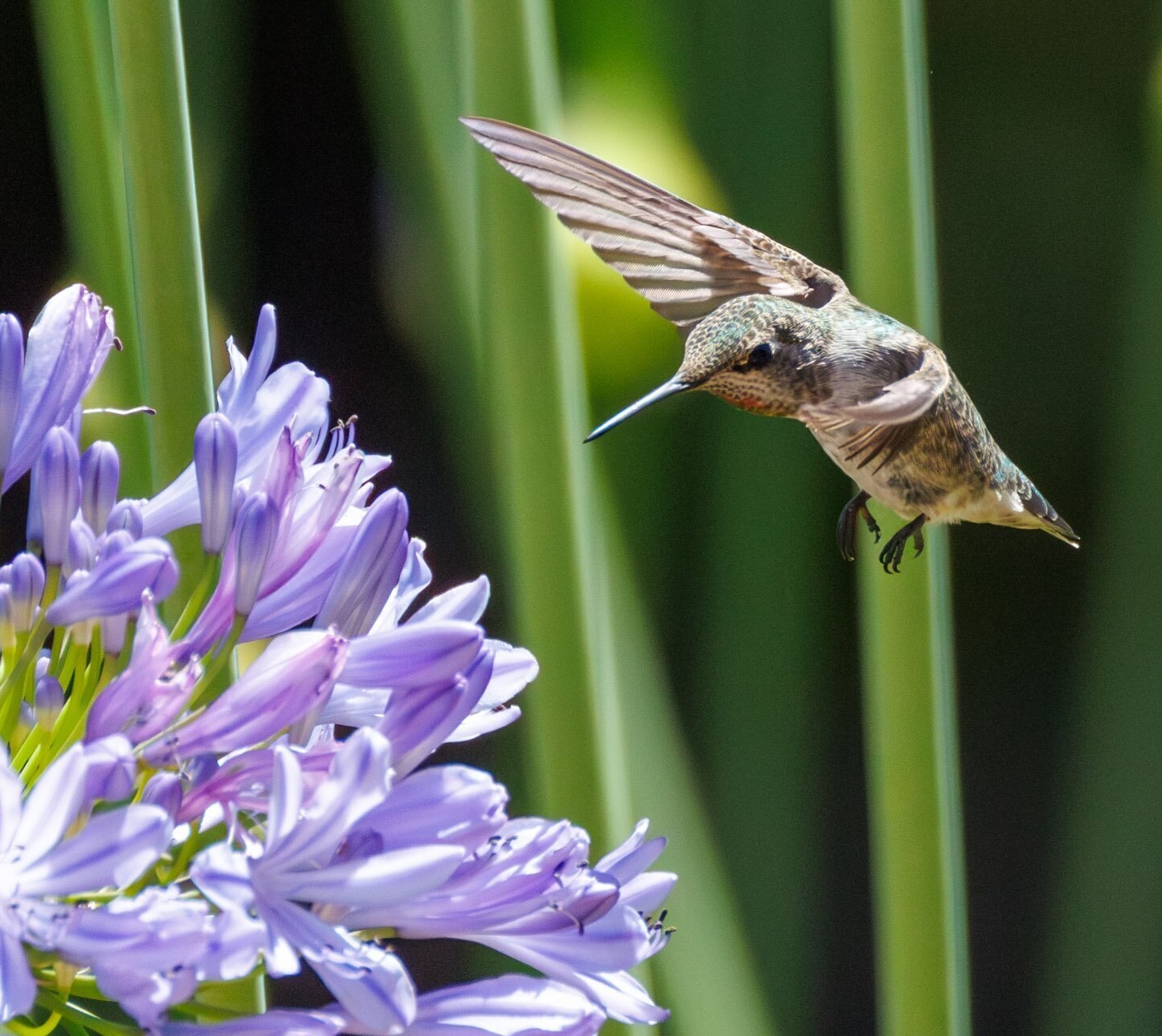 Anna's Hummingbird