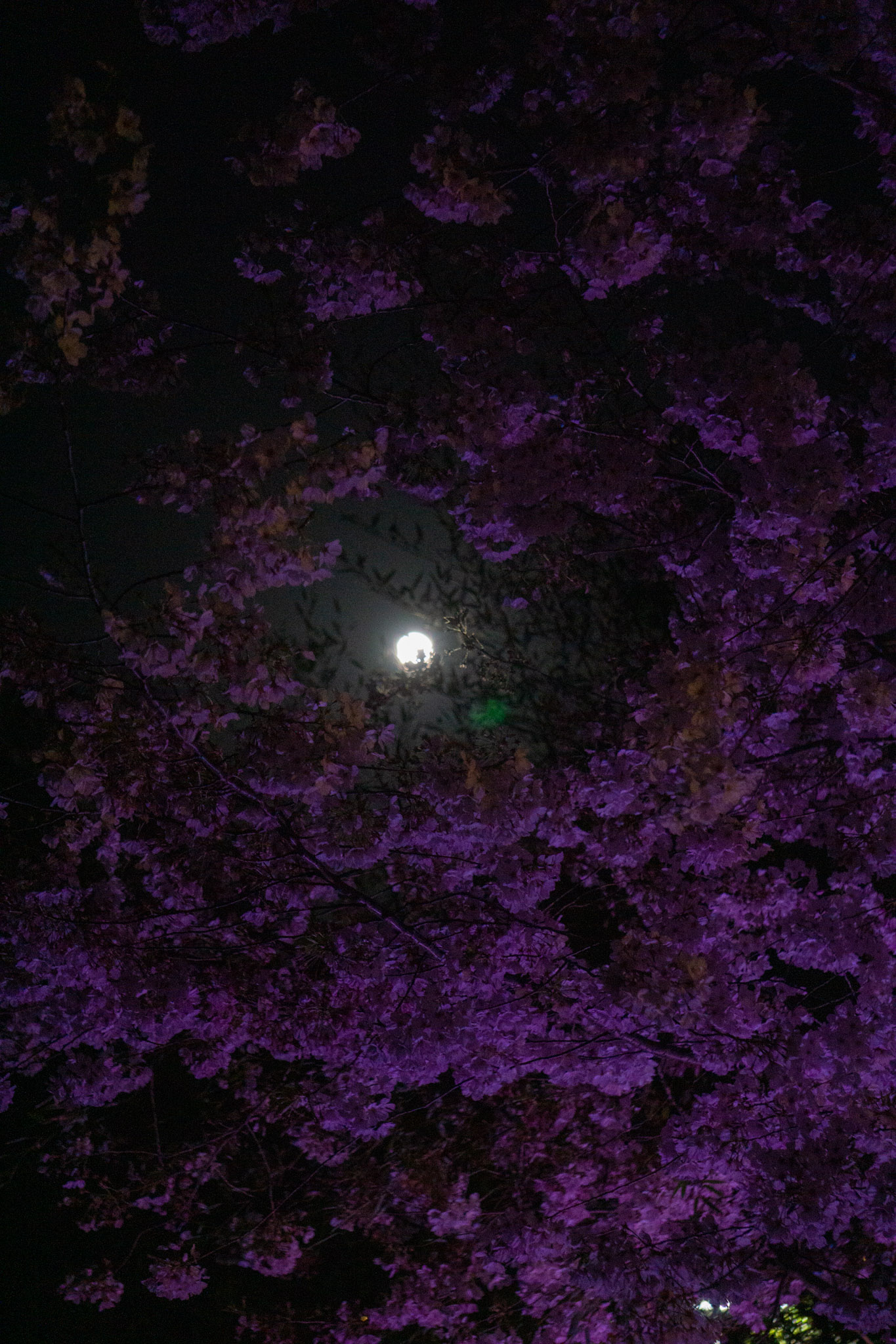 Cherry Blossoms under Full Moon